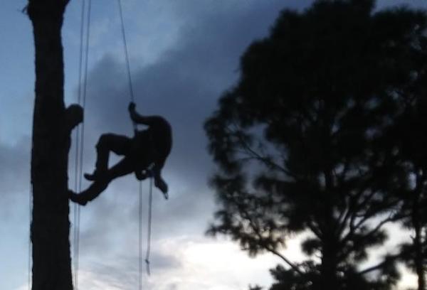 Trips Tree Service