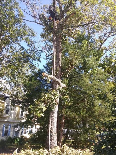 Trips Tree Service