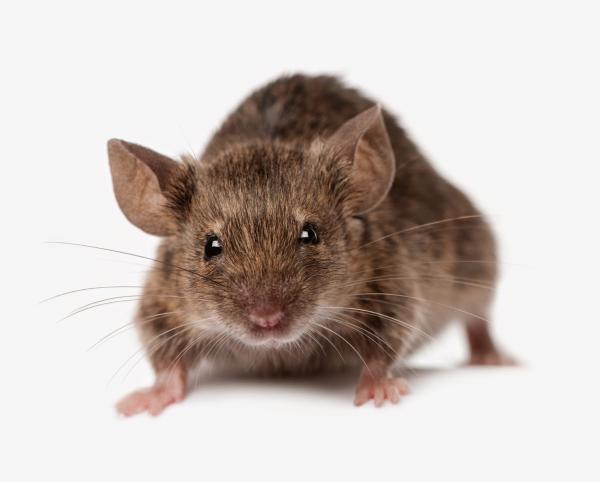 Braman Termite & Pest Elimination