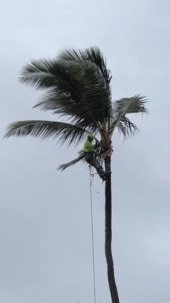 Aloha Arbor Care