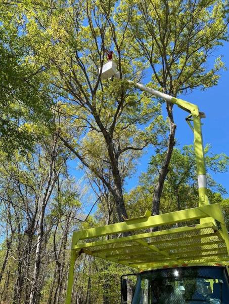 Royal Tree Service