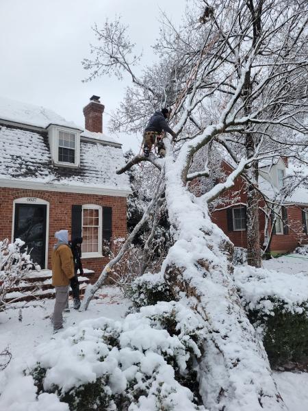 Larin Tree and Lawn Service LLC