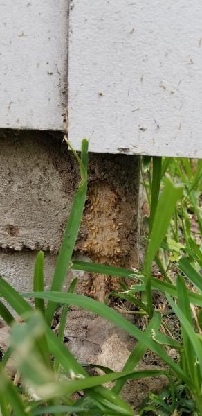 Green Services Termite & Pest Control