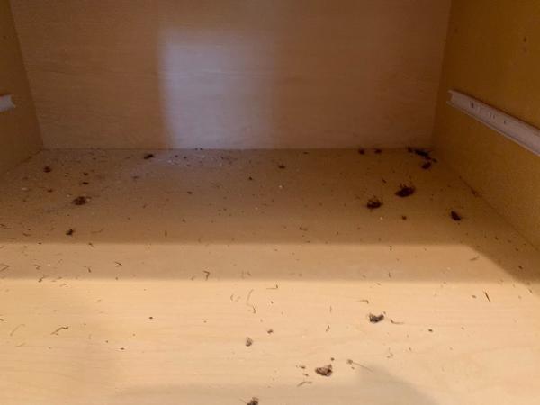 Hillsboro Pest Control
