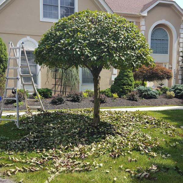 Hummingbird Landscaping & Home Improvement