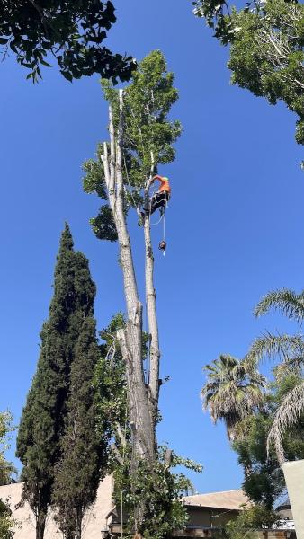C&W Tree & Landscape Co