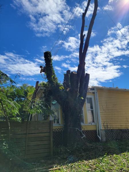Snead's Landscaping & Tree Service