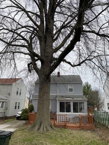Nature´s Beauty Tree Service