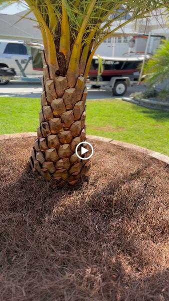PAX Premium Lawn Care and Tree Service