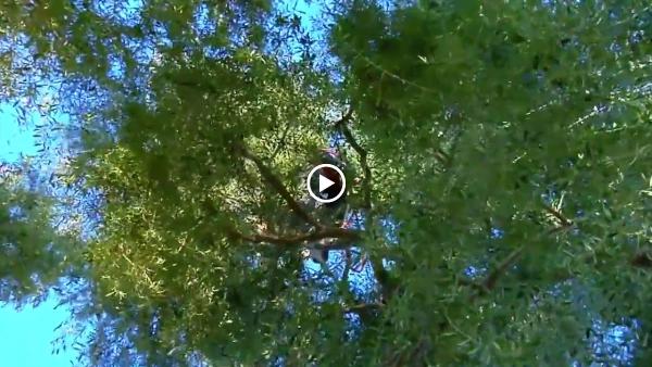 Nevada Tree Service