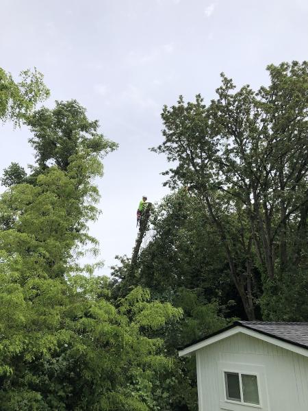 Spring Tree Experts