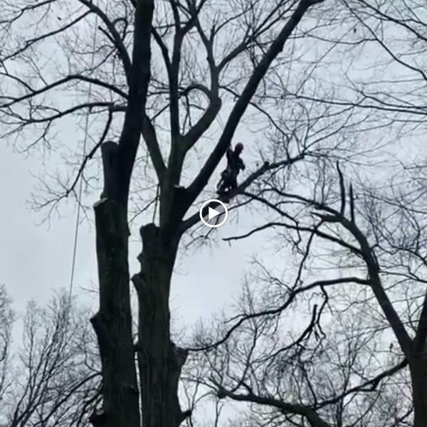 All County Tree Services