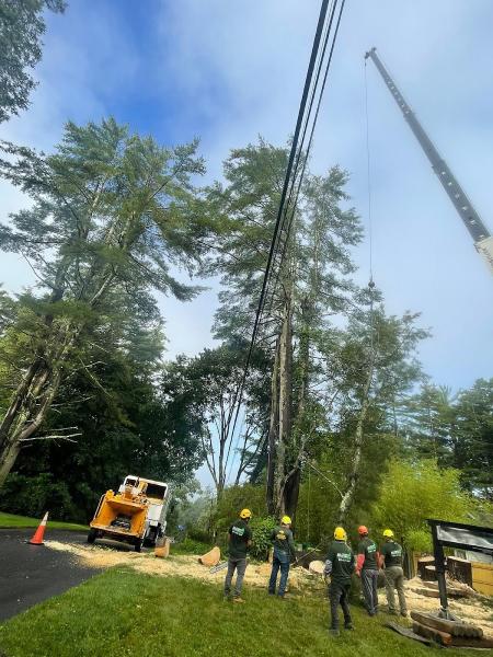 All County Tree Services