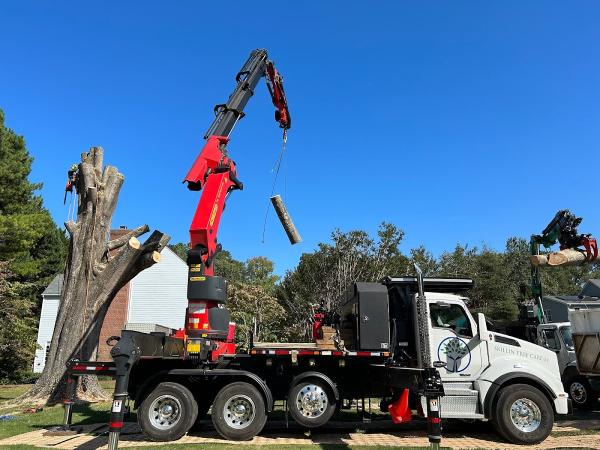 Skillin Tree Care