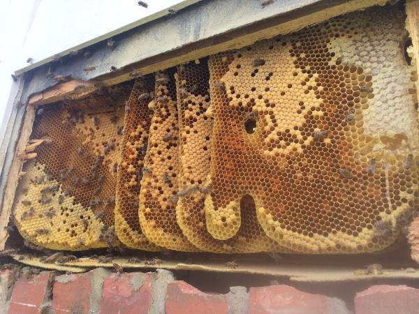 3beeguys Bee Removal