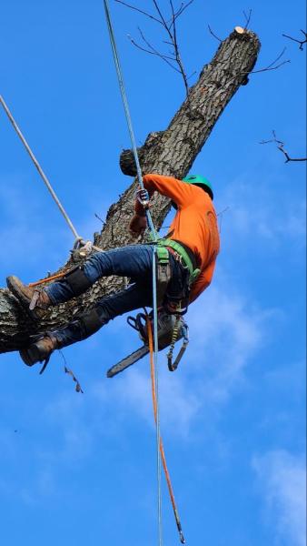 Italy Tree Expert