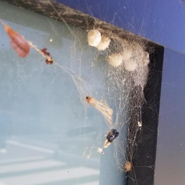 Doug's Bug Company