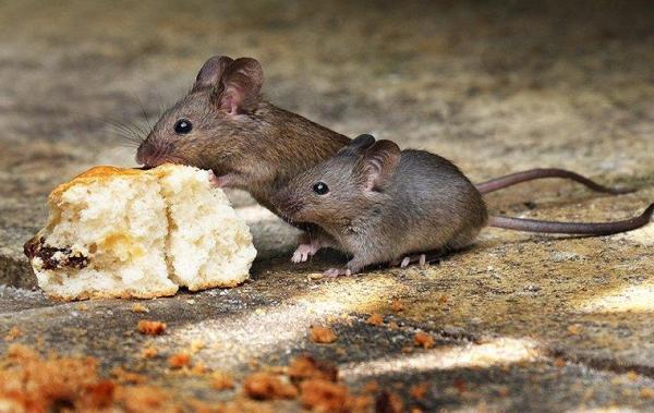Pest Pro Pest Control