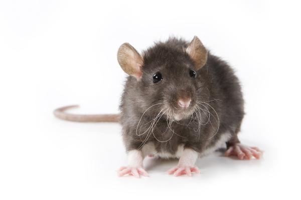 Pest Pro Pest Control