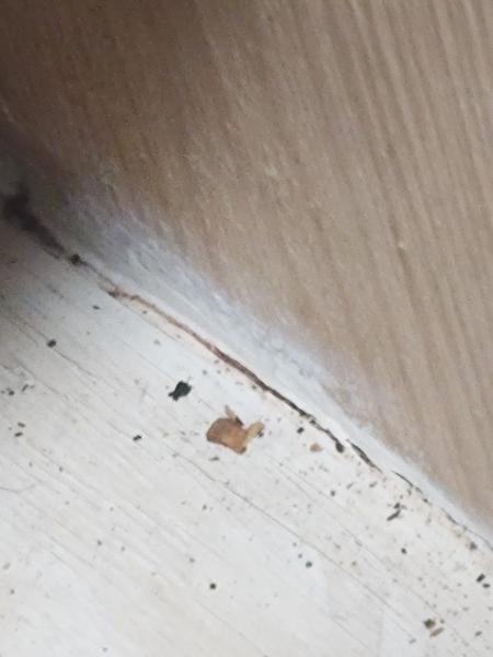 Kelly's Pest Control