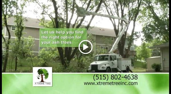 Xtreme Tree Inc