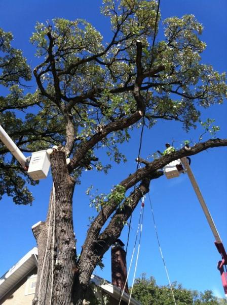 Xtreme Tree Inc
