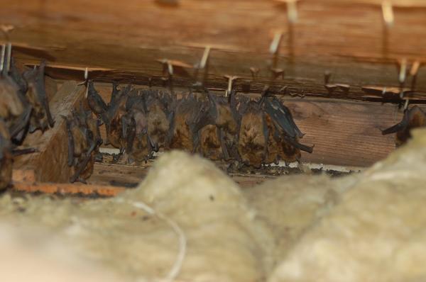Quality Pro Pest & Wildlife Services