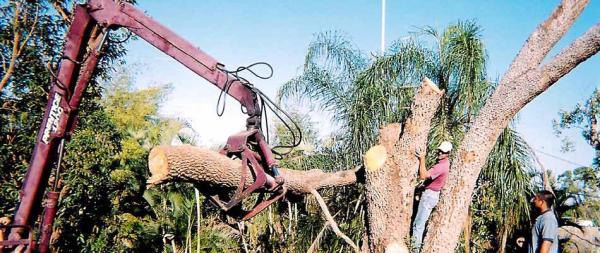Tim's Tree Service