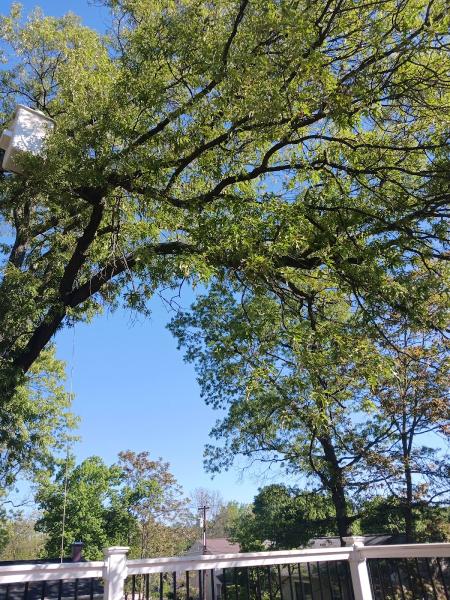 K&B Tree Service and Landscaping