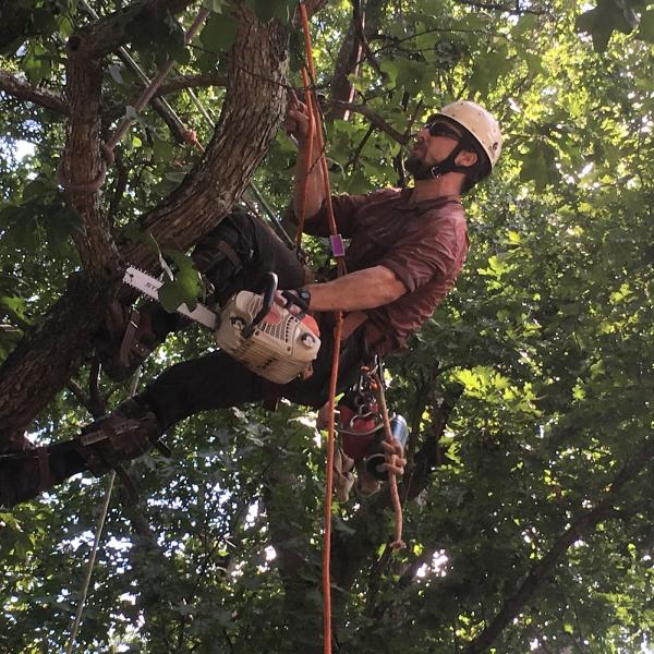 Treewise LLC