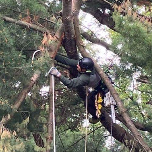 Tree Services By Pila Pros