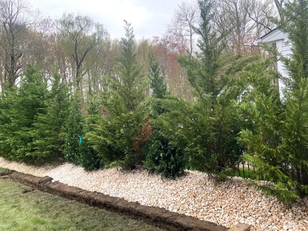 SNG Tree Service LLC