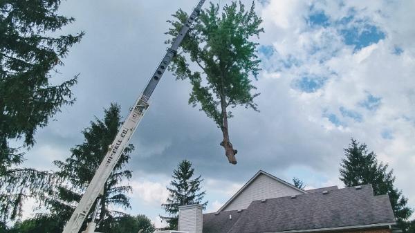 Lou's Cutting Edge Tree Service LLC