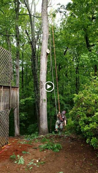 Tree Works Unlimited