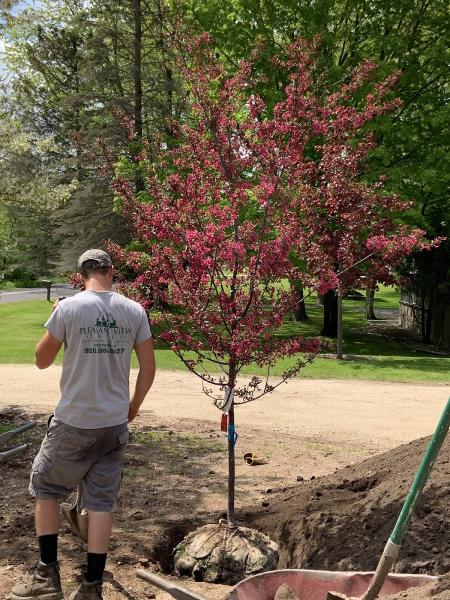 Pleasant View Tree Farm/Nursery
