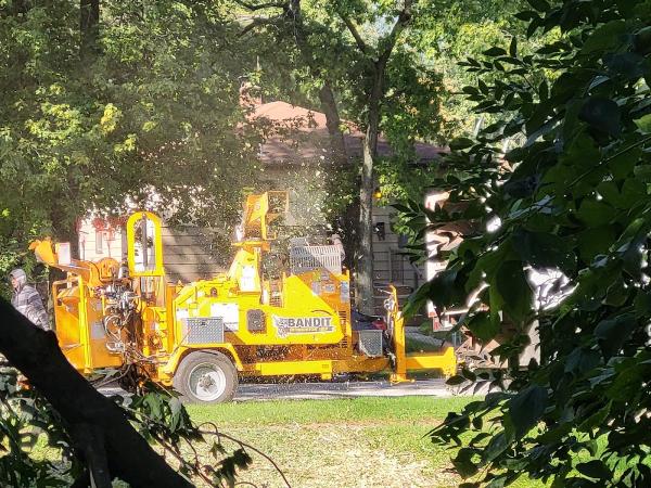 Cam's Tree Service