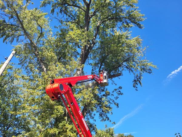 Cam's Tree Service