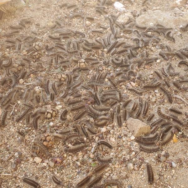 Premium Pest Management