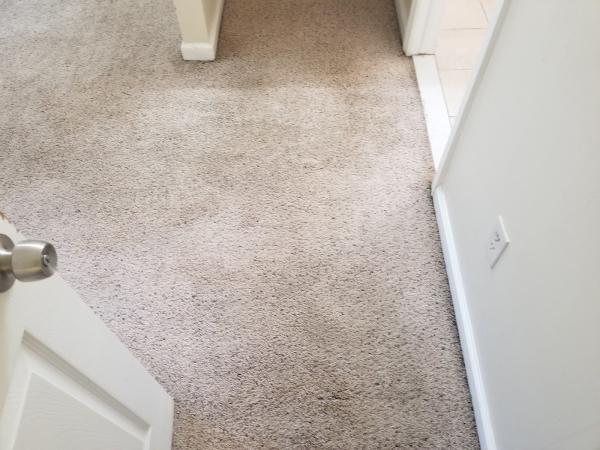 Kangaroo Carpet Cleaning Services
