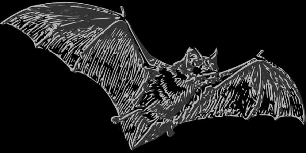Nex-Gen Bat Removal