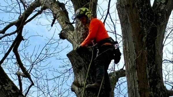 Priority Tree Care