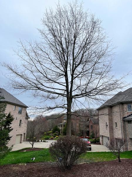 Priority Tree Care