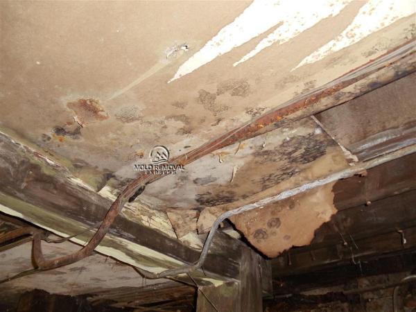 Mold Removal Express