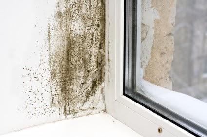 Mold Removal Express