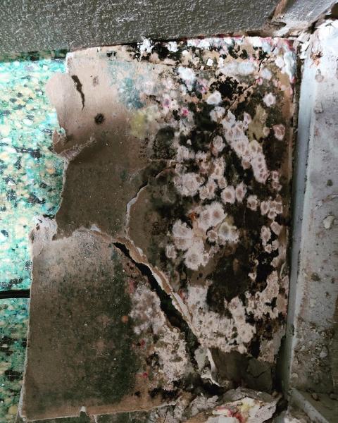 Mold Removal Express