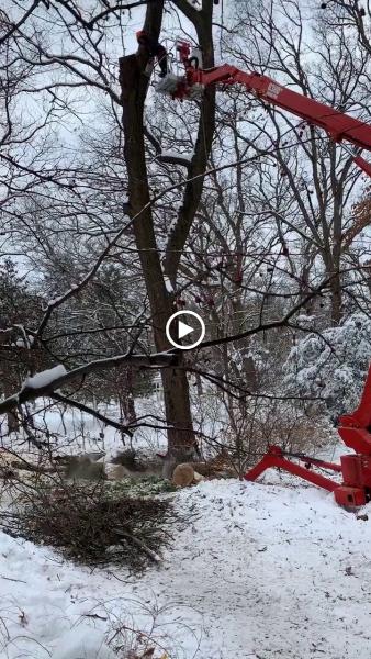 Soppa's Tree Service