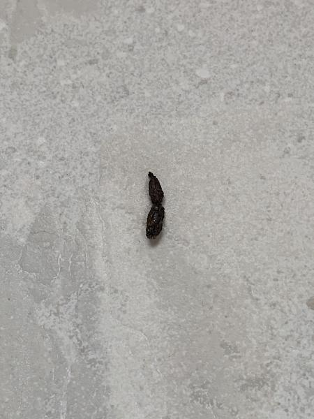 Efficient Pest Services