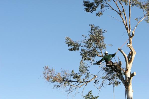 NYC Tree Trimming & Removal