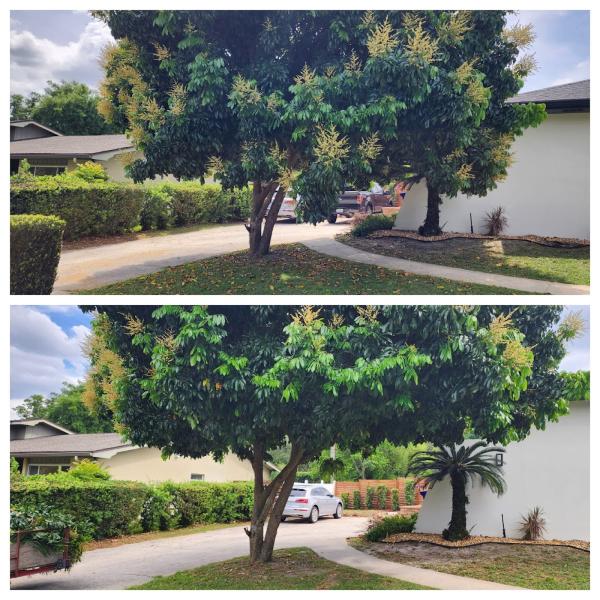 Tree Tune-Ups