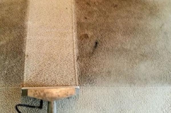 Mint Carpet Cleaning